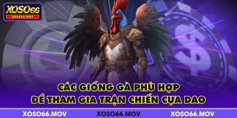 Các giống gà phù hợp để tham gia trận chiến cựa dao